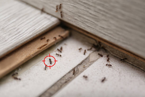 Best Ant Control Services  in Camden, AR